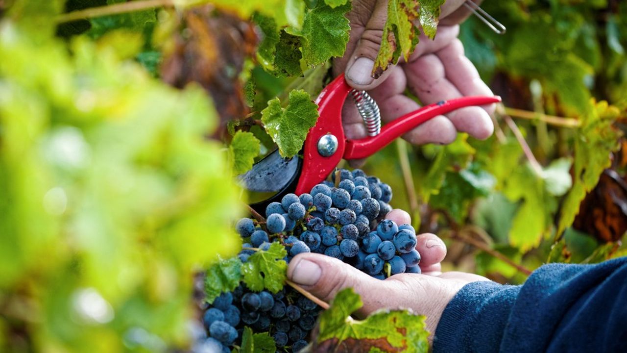 Les professionnels du vin sont consternés face aux intentions américaines de surtaxer de 25 % les importations de France à compter du 18 octobre. Les Etats-Unis sont le premier marché pour les vins français.