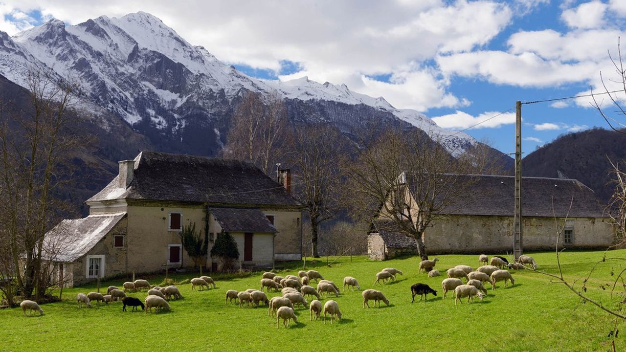 Le cheptel français de moutons est utilisé à 25 % pour son lait, notamment pour le Roquefort, et le reste pour la viande.
