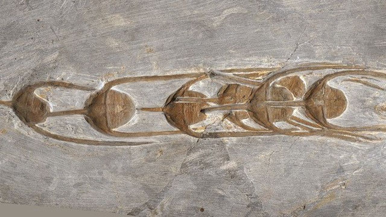 Assemblage linéaire d'Ampyx priscus (ordovicien inférieur, schistes des Fezouata, Maroc)