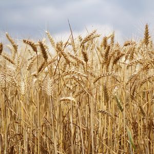 wheat-field-2526669_1280.jpg
