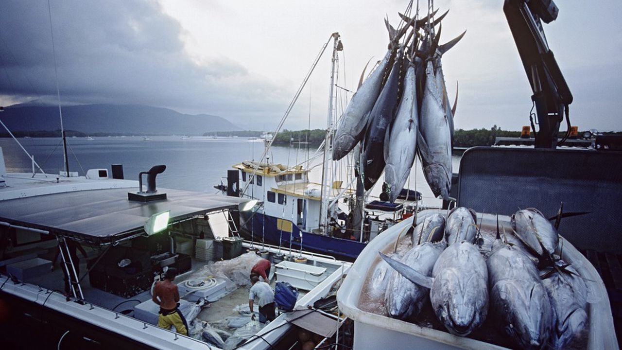 Le secteur de la pêche saura-t-il protéger l'espèce du patudo, ou thon obèse, en Atlantique ? C'est tout l'enjeu des discussions qui se tiennent jusqu'au 25 novembre en Espagne au niveau d'une cinquantaine d'Etats.