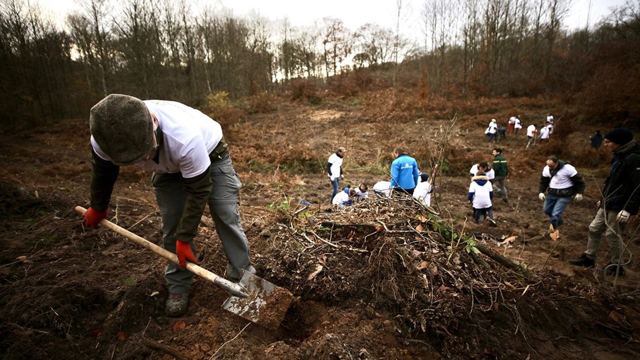 Plaisir 3.000 arbres plantés pour régénérer la forêt Les Echos