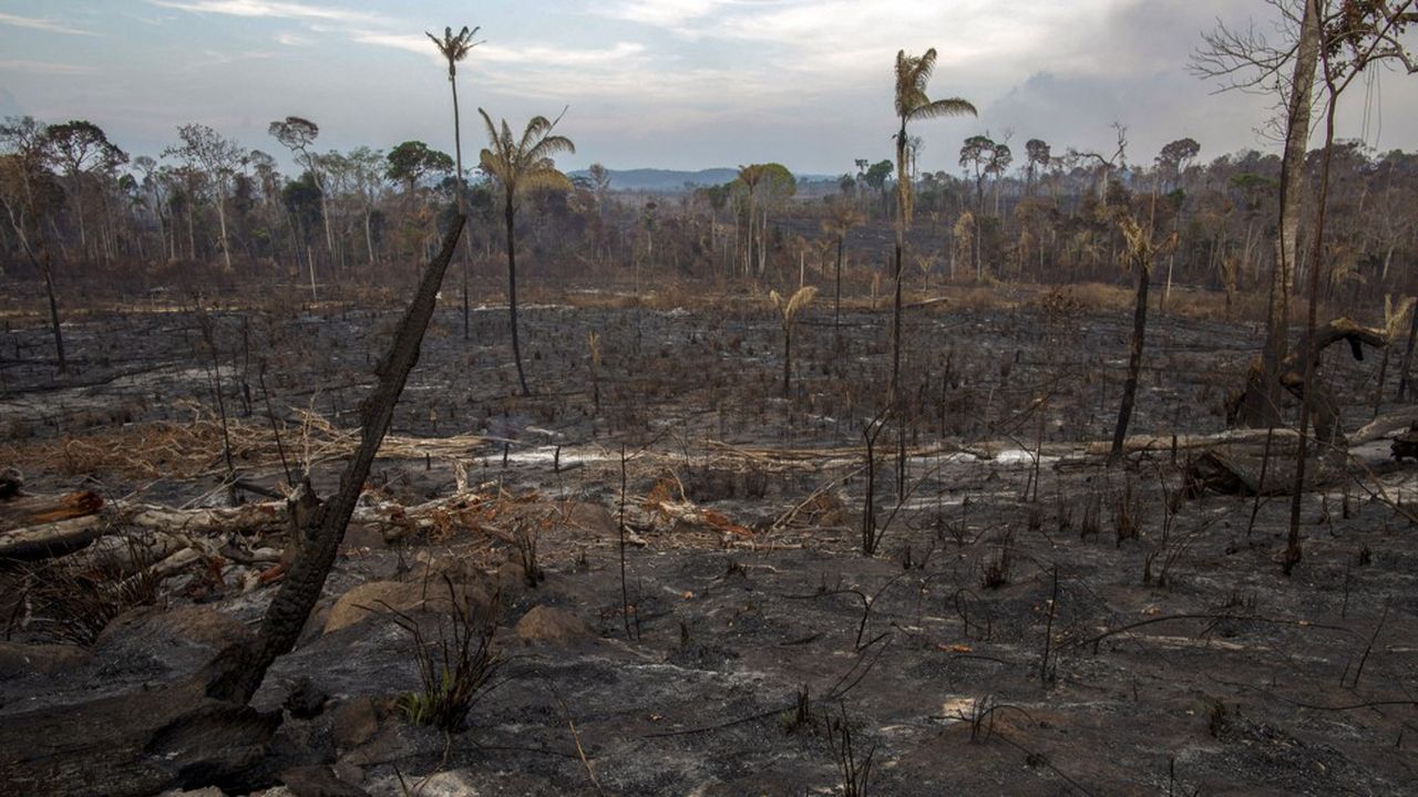 Entre août 2018 et juillet 2019, près de 10.000 km2 de forêt amazonienne ont disparu côté brésilien.