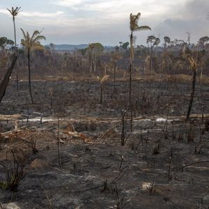 Entre août 2018 et juillet 2019, près de 10.000 km2 de forêt amazonienne ont disparu côté brésilien.
