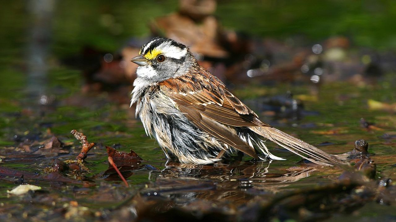 Les scientifiques américains ont examiné plus de 70.000 oiseaux dont le bruant à gorge blanche.