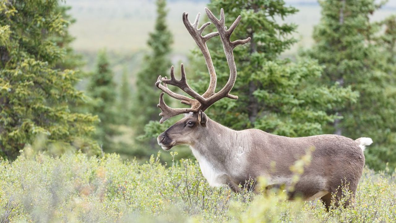 Depuis 2000, le caribou forestier au Québec est considéré comme une espèce menacée.