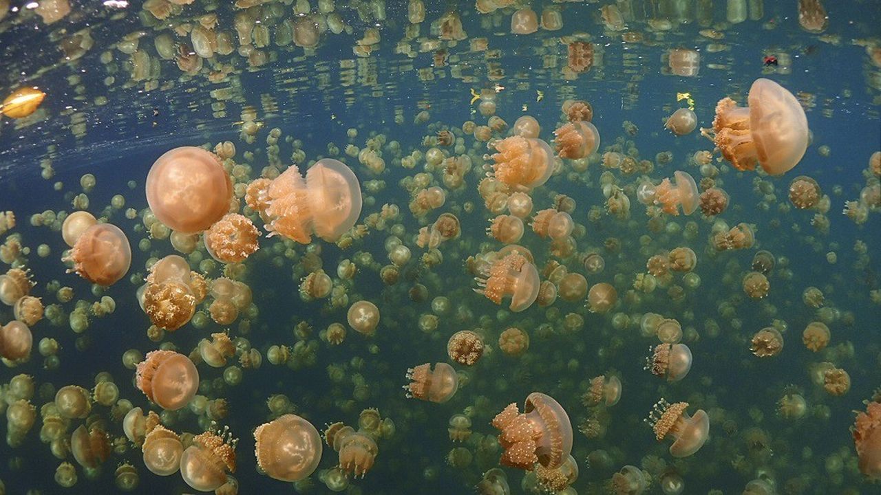 Les espèces qui peuvent plus facilement tolérer de faibles niveaux d'oxygène, comme les méduses, pourraient prospérer au détriment des poissons.