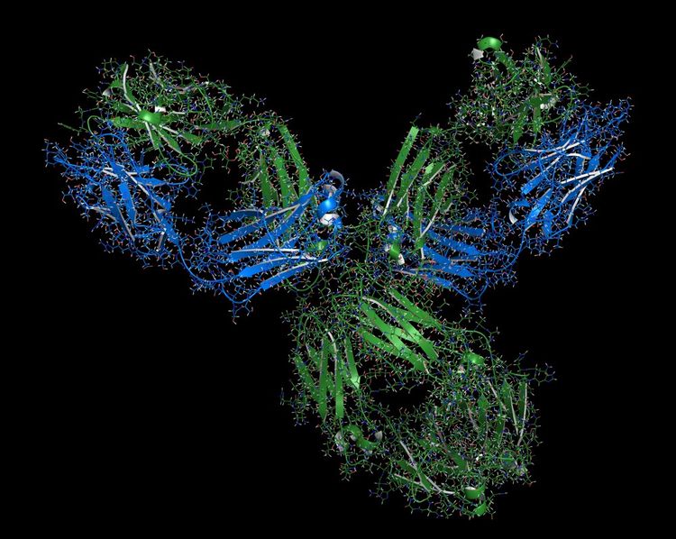La molécule de pembrolizumab est un anticorps monoclonal destiné à bloquer les voies par laquelle la tumeur endort le système immunitaire.