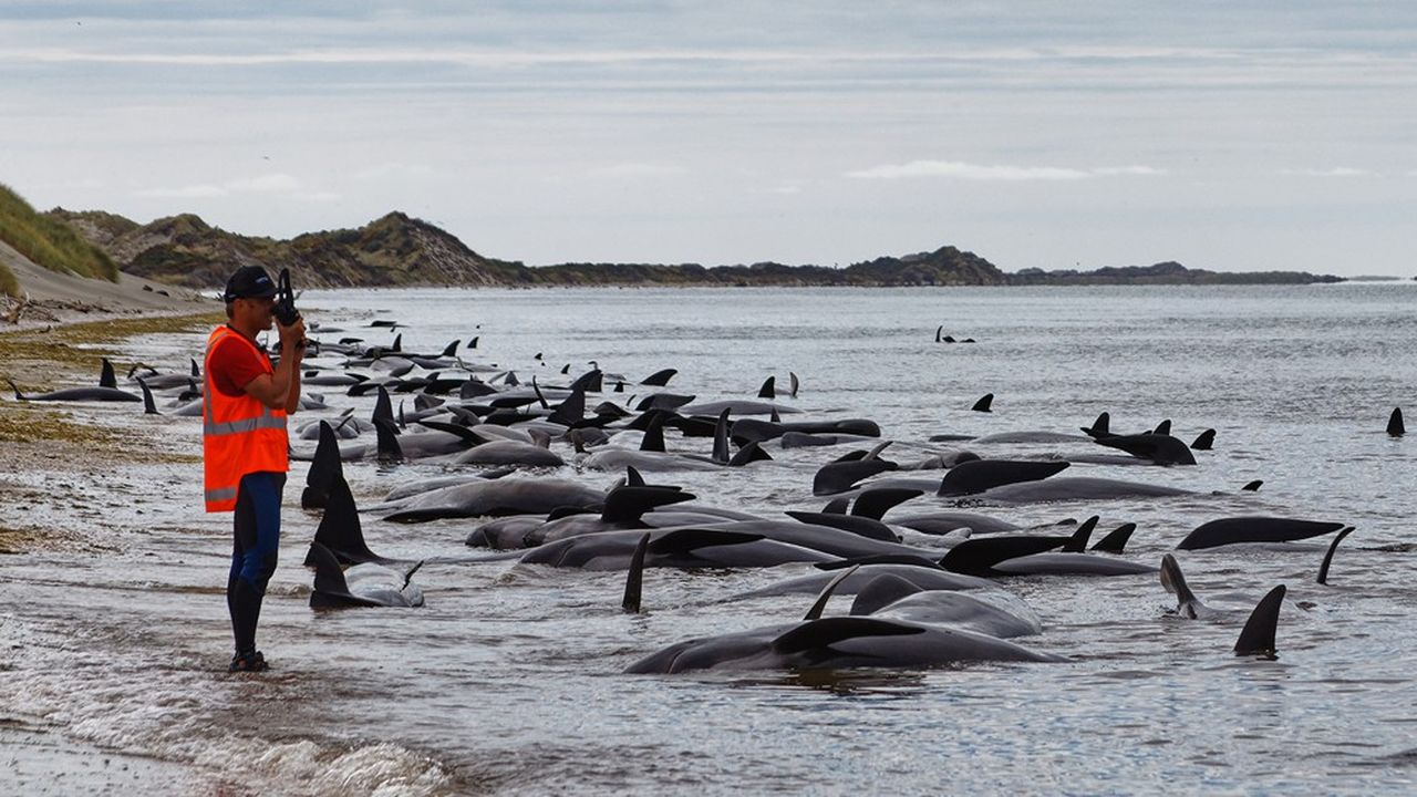 Scène d'échouage de dauphins sur une plage. En France, le phénomène ne cesse de prendre de l'ampleur sur la côte Atlantique et constitue un facteur de dégradation de la biodiversité marine. La plupart des cétacés portent des traces de captures accidentelles dues aux filets de pêche.