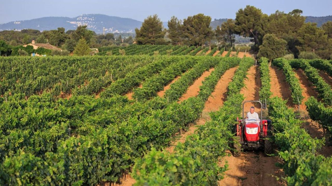 Le succès croissant des rosés de Provence a fait flamber de 80 % les cours du raisin.