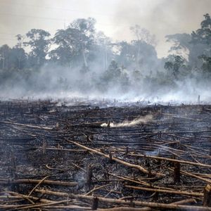 Les incendies en Amazonie ont ravivé les inquiétudes autour de l'avenir de ce poumon de la planète.