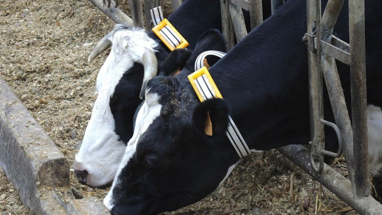 Le collier connecté de Lituus permet à l'agriculteur de surveiller à distance, 24 heures sur 24, la santé et le comportement des bovins.