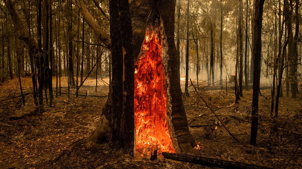 Un arbre en feu près d'une route près de Cambewarra, Nouvelle-Galles du Sud, Australie, le 4 janvier 2019.