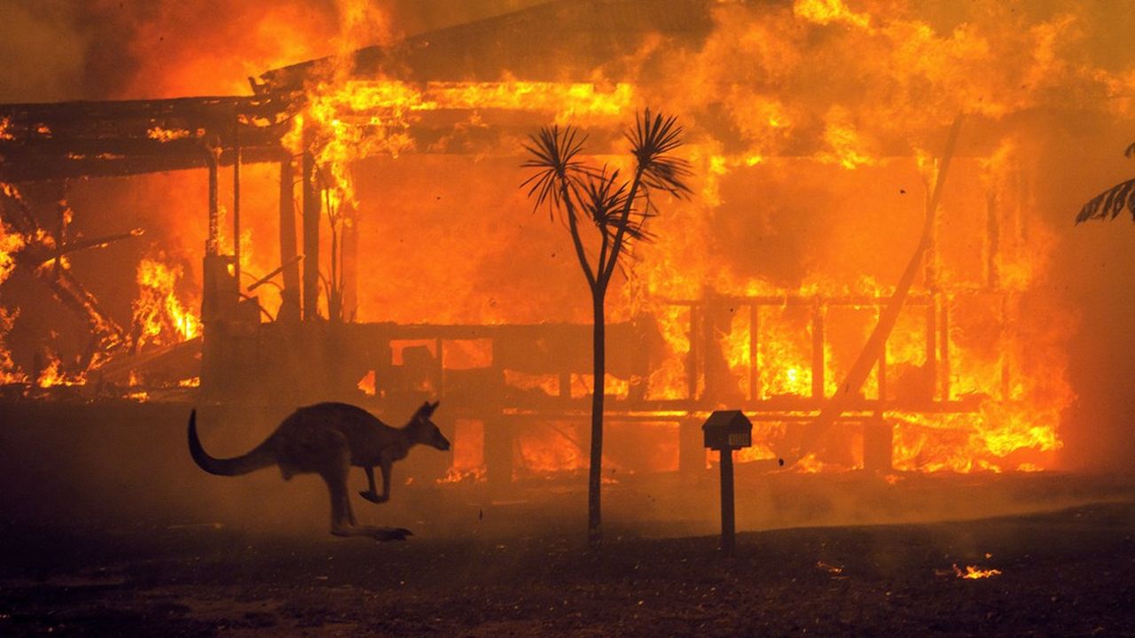 Un kangourou s'éloigne d'une maison en feu près du Lac Conjola, en Australie.