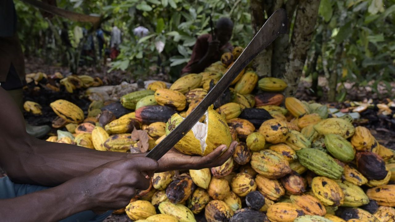 La Côte d'Ivoire et le Ghana veulent créer une OPEP du cacao pour