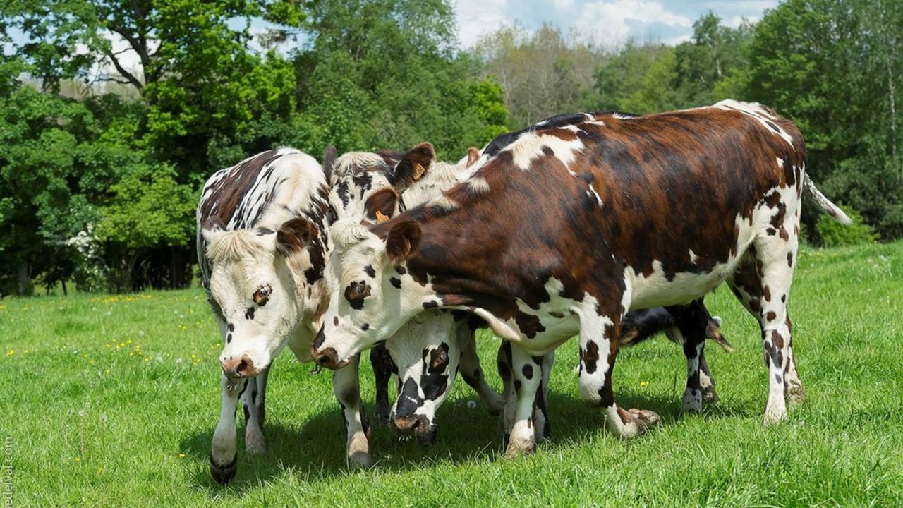 La présence de la normande baisse historiquement : 31 % des vaches laitières en Normandie en 2018, contre 37 % en 2011.