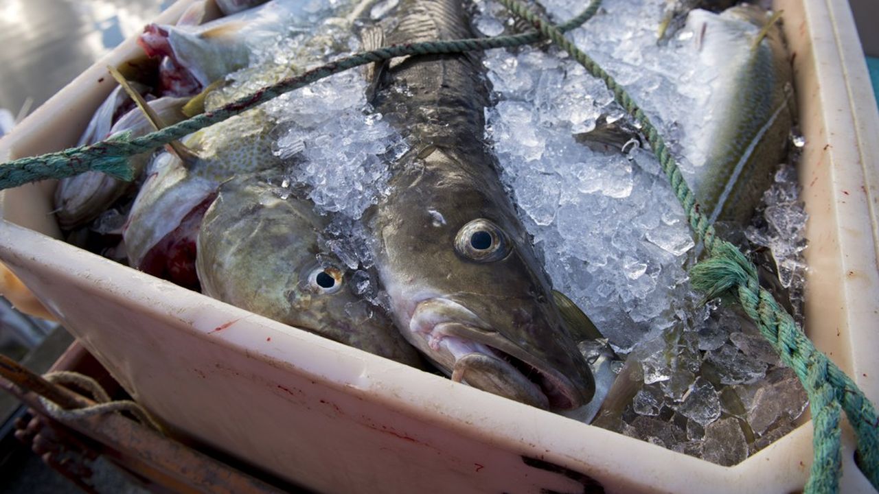Le cabillaud est en voie d'effrondrement, indique l'Ifremer dans son dernier bilan de l'état écologique des poissons pêchés en France. Le merlan est dans la même situation critique.