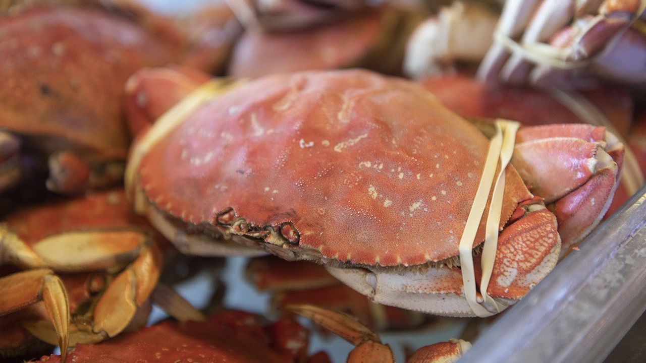 Les crabes de Dungeness, qui vivent sur la côte ouest des Etats-Unis, souffrent de l'acidification des océans.