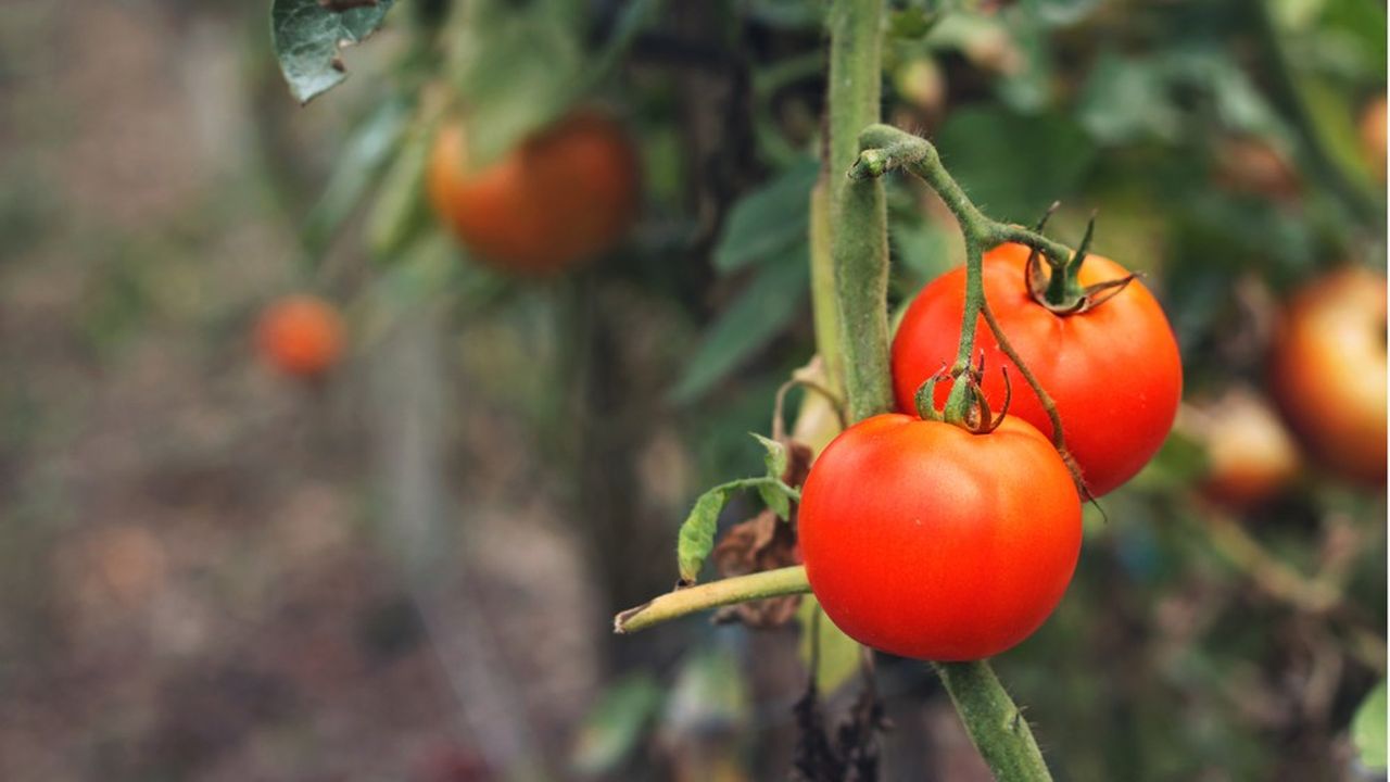 Les tomates touchées par le virus « présentent des décolorations résultant d'une maturation irrégulière », indique l'Anses.