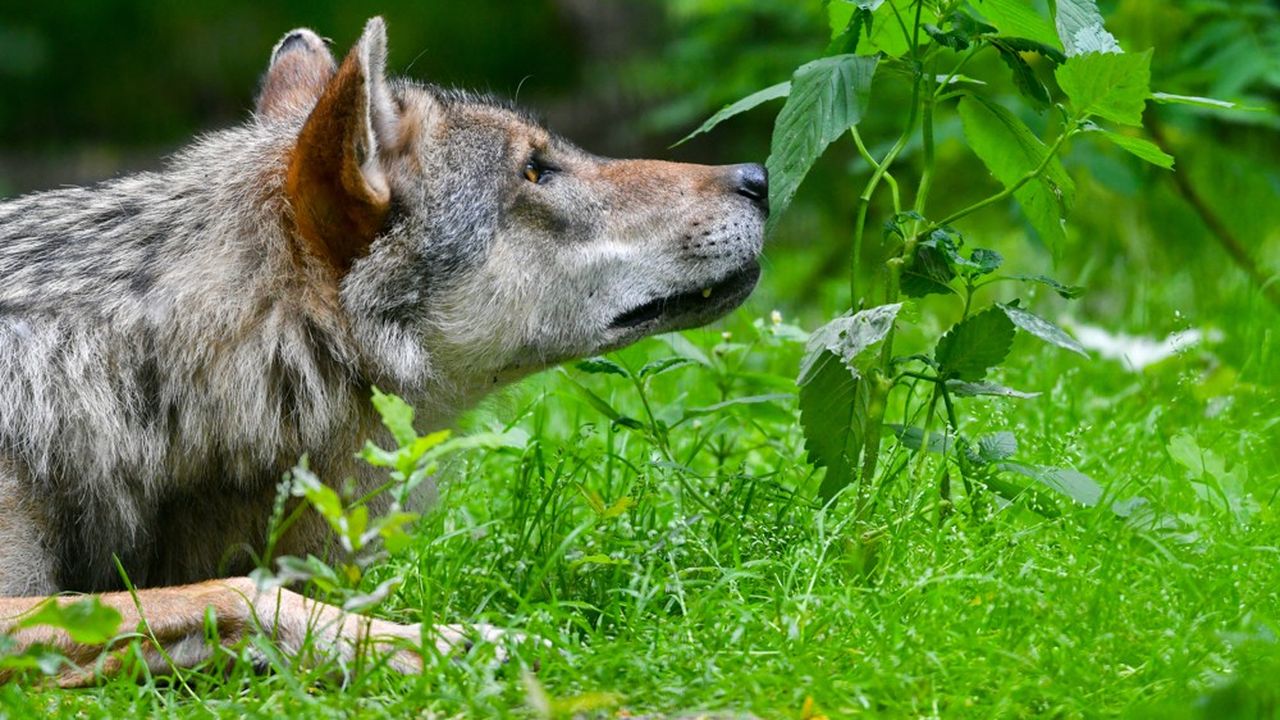 En 2018, 3.674 attaques de loups ont eu lieu contre plus de 12.500 animaux.