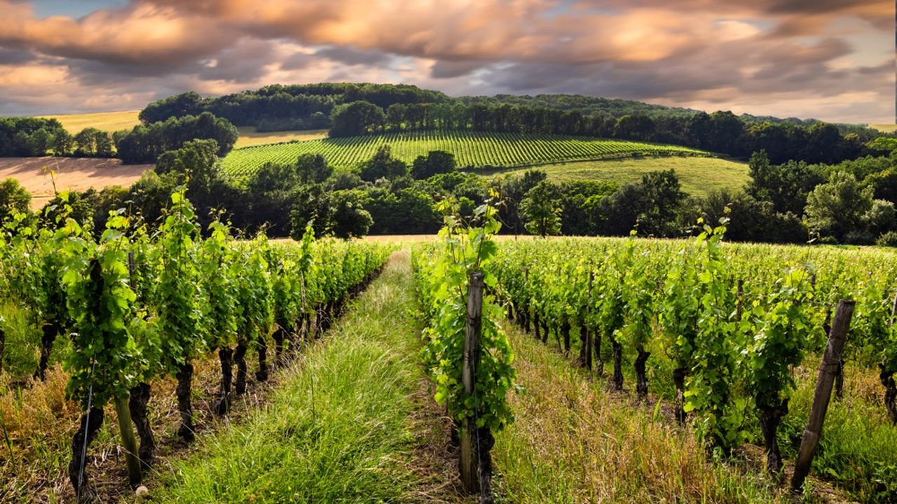 La filière viti-vinicole met en avant son histoire et son patrimoine, mais se concentre trop peu sur l'innovation.
