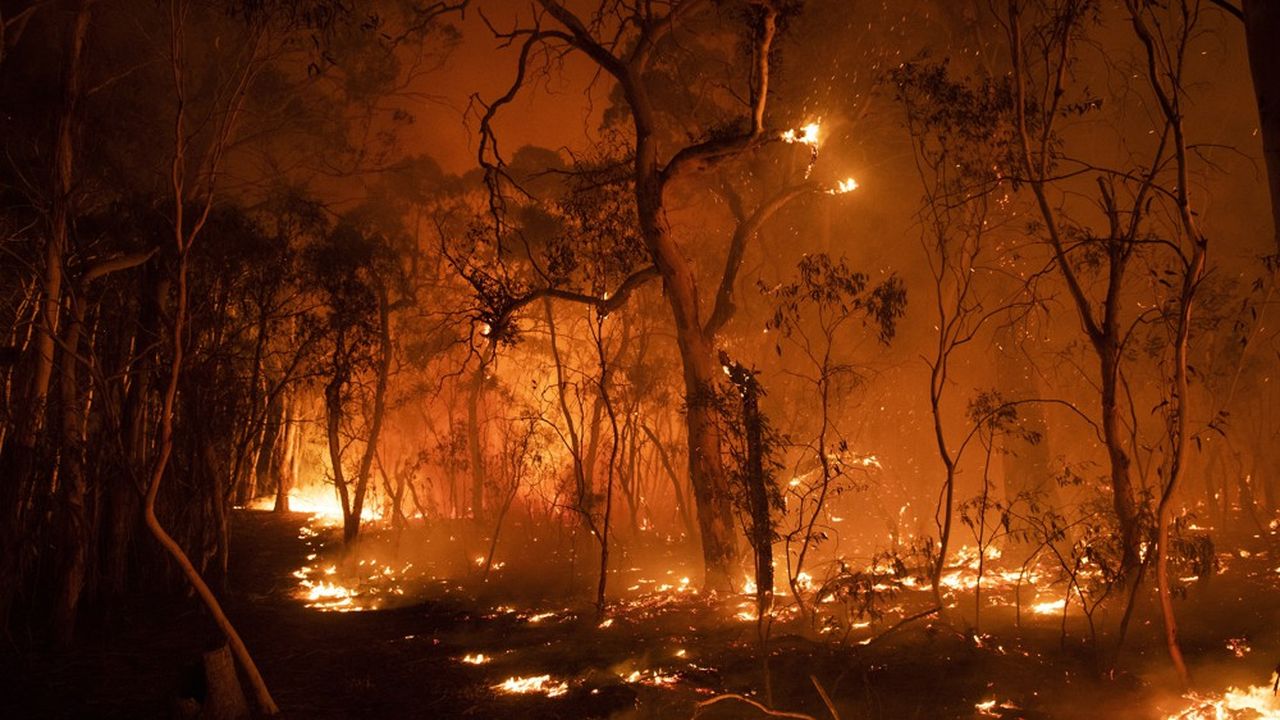 L'Australie, au rythme auquel sa biodiversité se réduit, notamment à cause des feux de forêts, pourrait accuser une perte de richesse économique liée à l'épuisement de ses écosystèmes qui préservent des ressources naturelles aussi essentielles que l'eau.