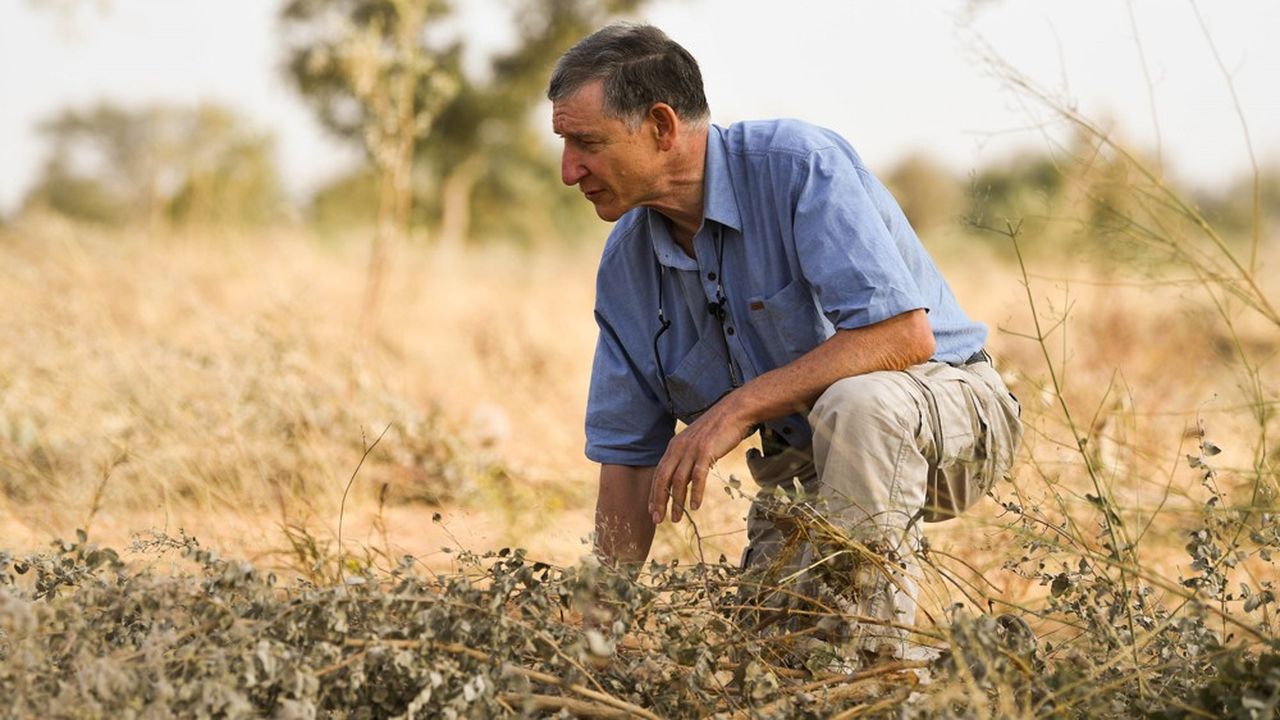 Tony Rinaudo, inventeur d'une technique de reforestation, ici au Niger.