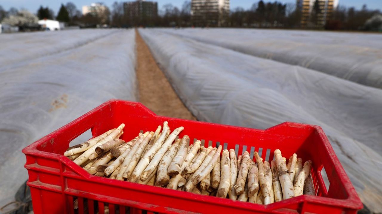 La saison de la récolte des asperges commence en Allemagne. Mais avec les fermetures des frontières, le pays est confronté à un gros manque de travailleurs saisonniers étrangers.