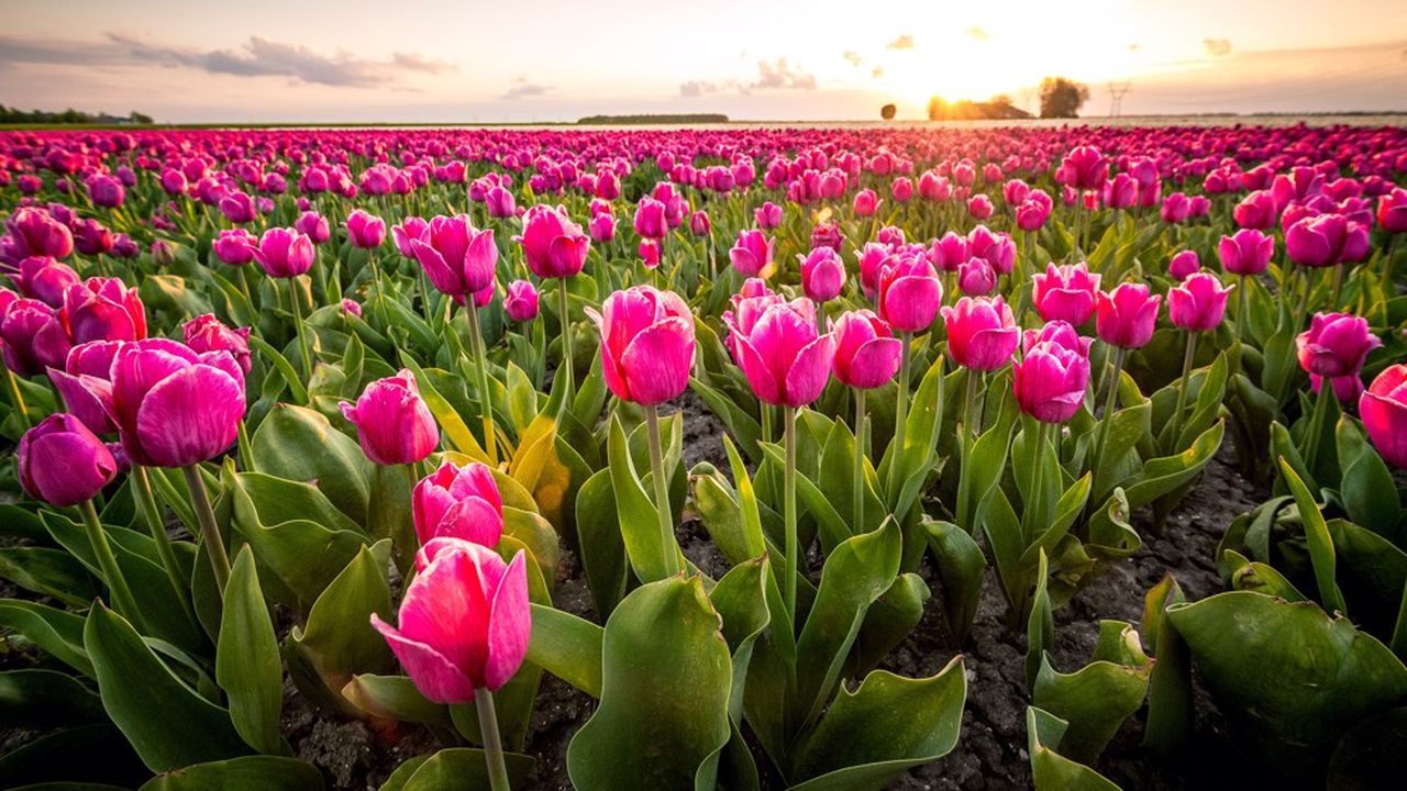 Chaque jour depuis l'annonce du confinement, l'entreprise jette 250.000 tulipes et 300.000 roses faute d'acheteurs.