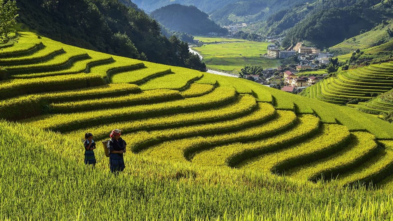 Une rizière au Vietnam, l'un des trois plus grands pays exportateurs de riz au monde.