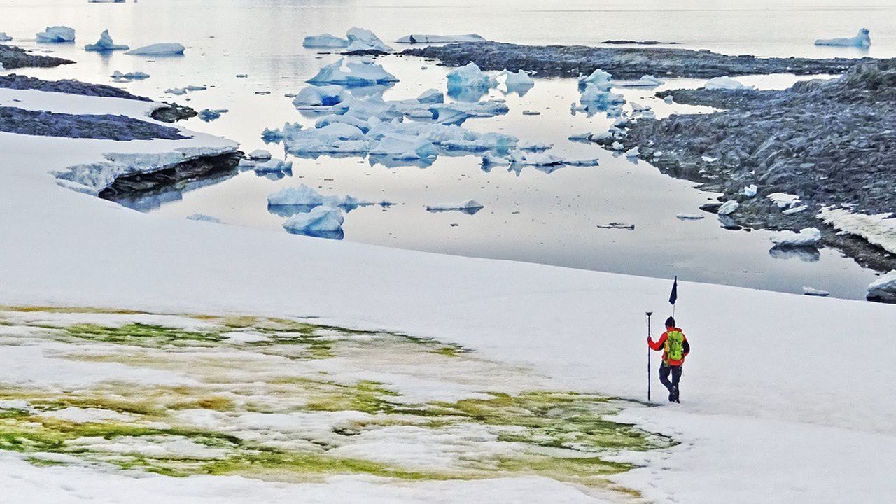 Photo prise en 2018 et publiée en mai 2020 montrant des colonies d'algues sur la neige de l'Antarctique.