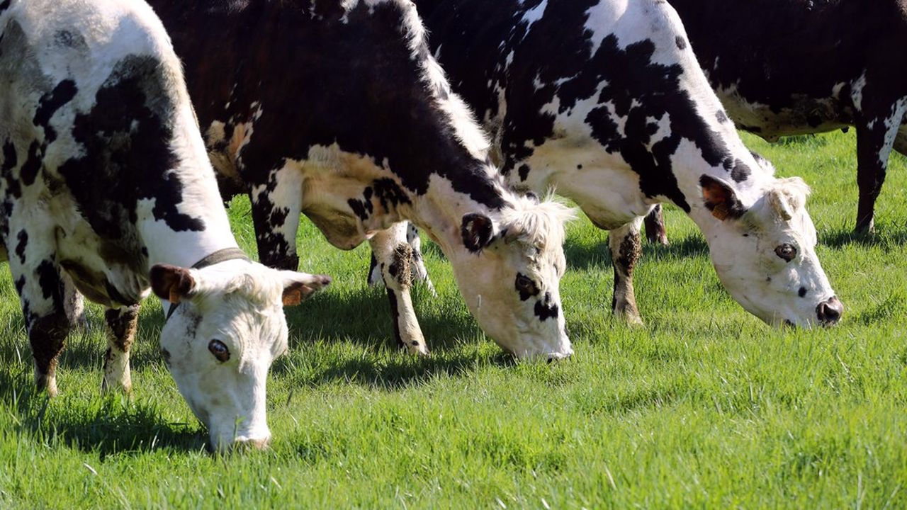 Les fausses offres d'investissement dans des offres de location de vaches laitières, qui ont fleuri sur le Web pendant près d'un an, ont permis à des escrocs de spolier de nombreux épargnants.
