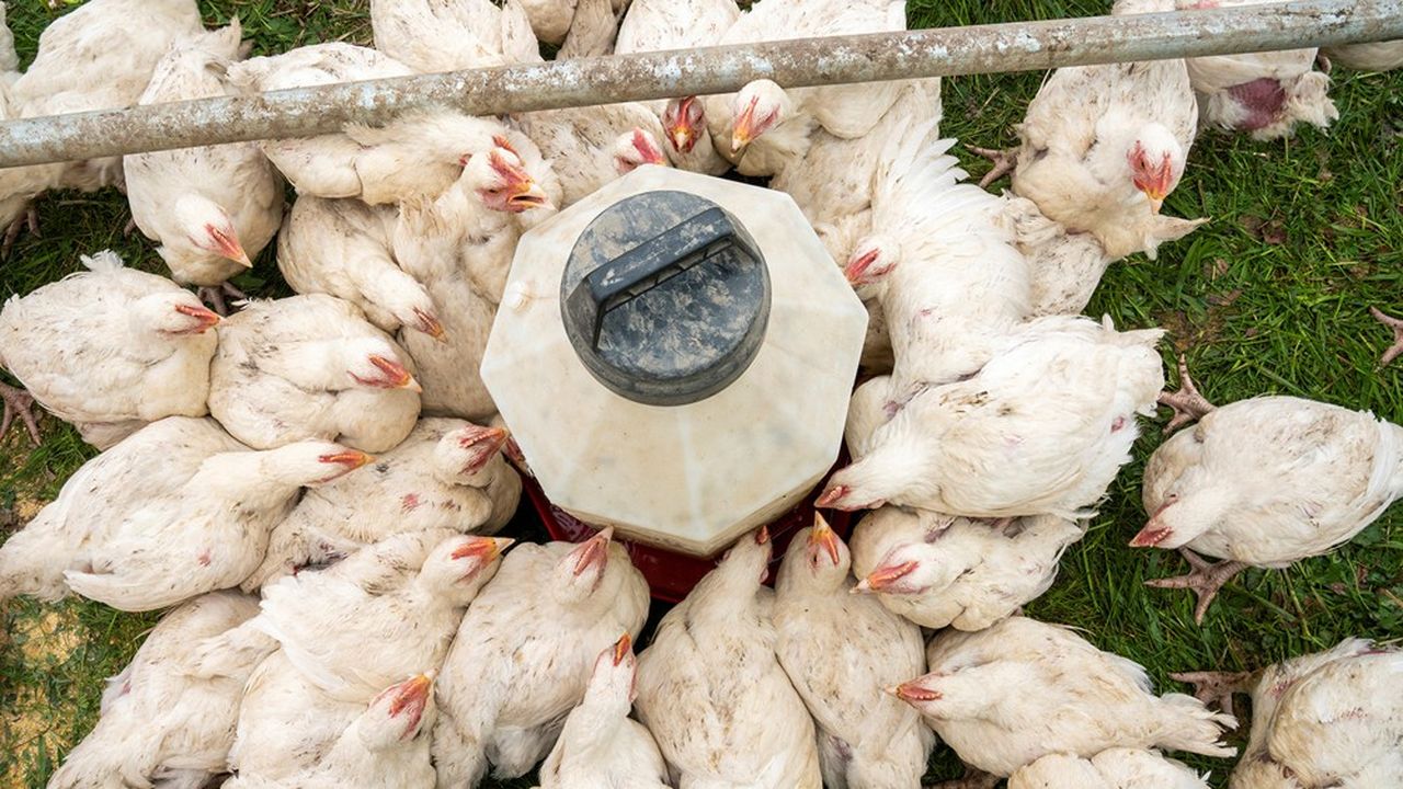Un élevage de poulets aux Etat-Unis.