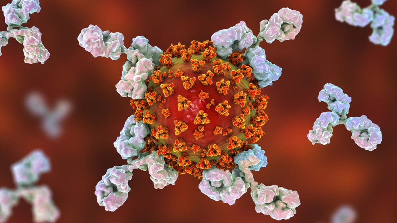 Illustration d'anticorps (en forme de Y) répondant à une infection par le nouveau coronavirus SARS-CoV-2.