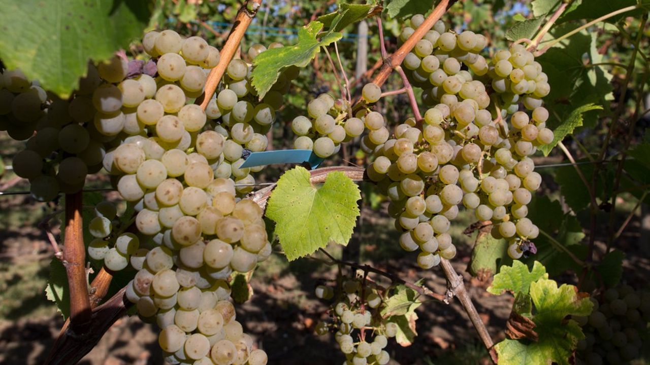 Le déploiement de variétés hybrides résistantes aux maladies de la vigne est pour certains une piste prometteuse et pour d'autres, plus nombreux, une atteinte profonde au patrimoine des AOC.