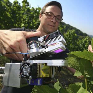 Les sécheresses répétées ont amené les viticulteurs à utiliser de nouveaux outils pour iriguer les vignes.