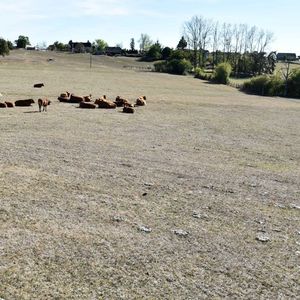 Dans le Limousin, les longues vagues de sécheresse liées au dérèglement du climat, font déjà sentir leurs effets sur l'élevage.