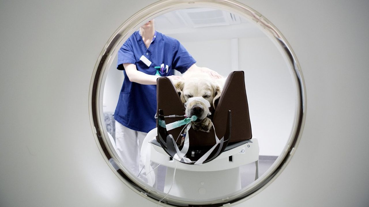 L'an passé, Mars a acheté une clinique par semaine en Europe jusqu'à en avoir plus de 300. Un millier de vétérinaires et infirmières ont rejoint le réseau en 2019.