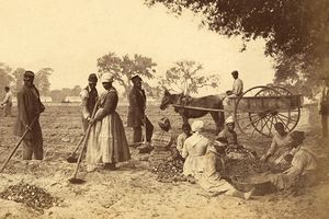 Esclaves ramassant des patates douces en Caroline du Sud, vers 1862
