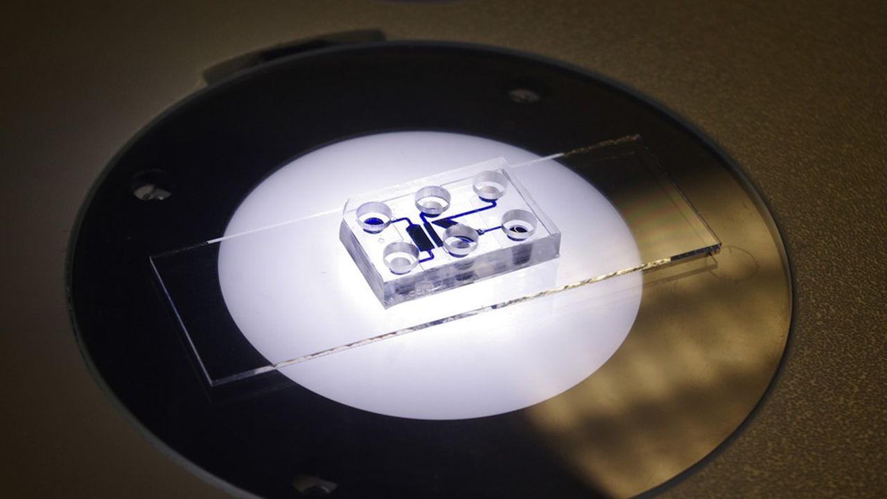 La puce microfluidique, cultivée en salle blanche sur des platines de trois centimètres carrés, est fonctionnelle au bout de quelques semaines de maturation.