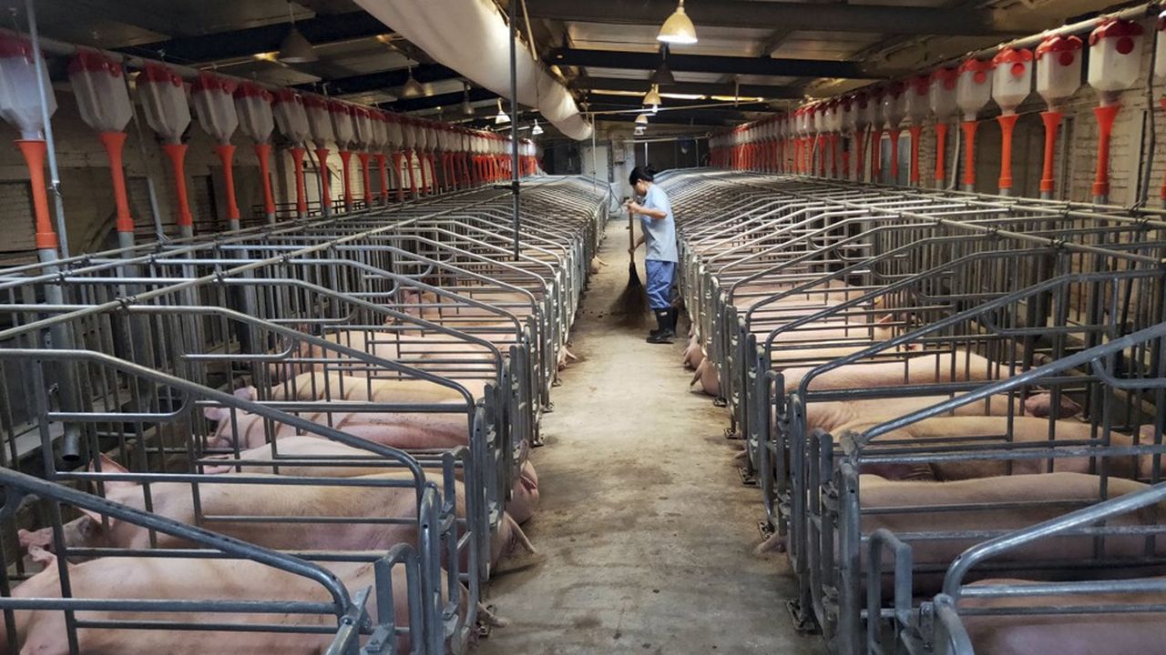 Entre 2011 et 2018, un groupe de chercheur chinois a réalisé pas moins de 30.000 prélèvements sur des porcs présents dans les abattoirs de 10 provinces