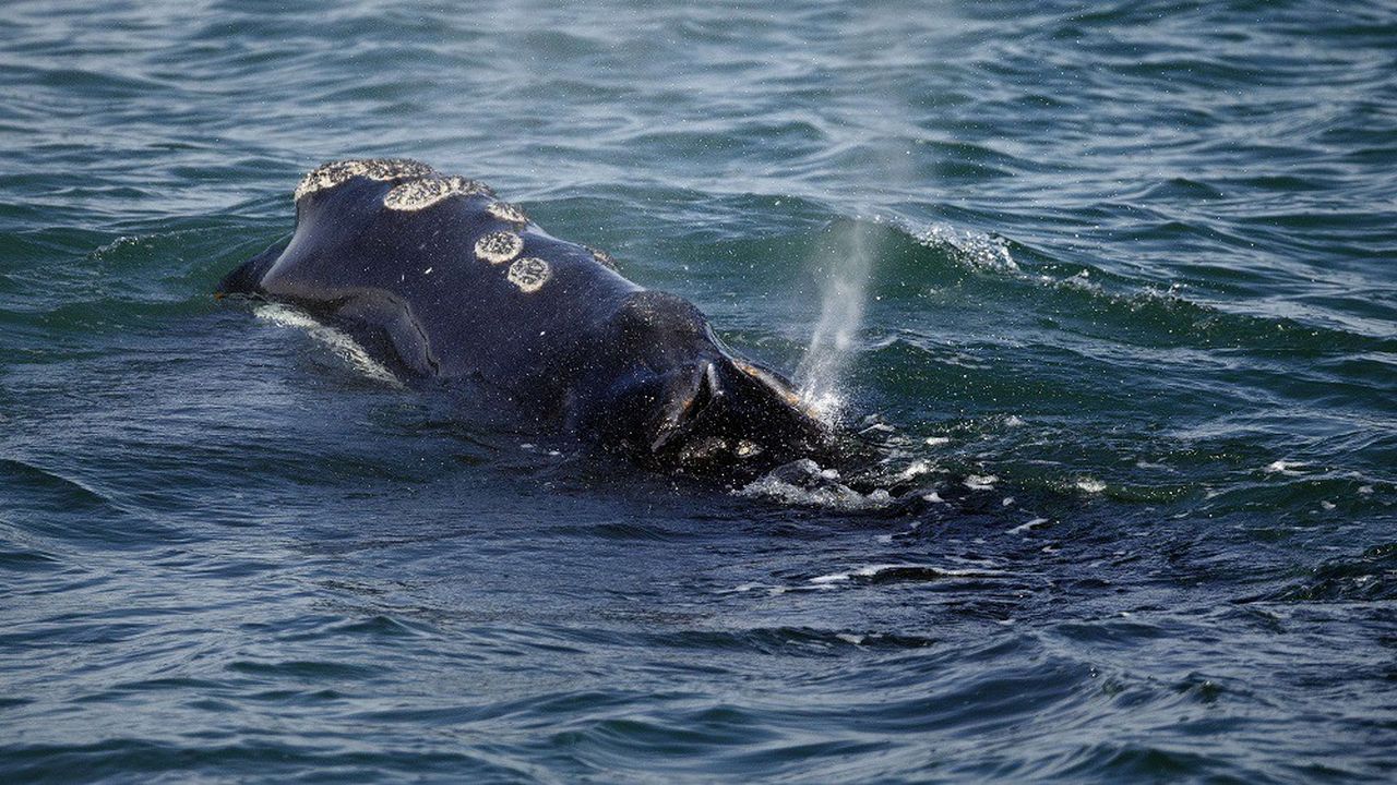 La liste rouge de l'UICN souligne le danger qui pèse sur les baleines franches de l'Atlantique nord.