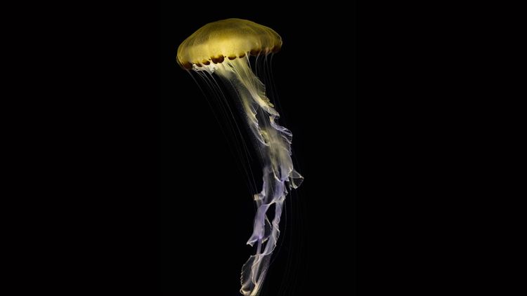 Cette ortie de mer indonésienne (Chrysaora chinensis), figure parmi les 52 espèces présentées par le médusarium de Paris.