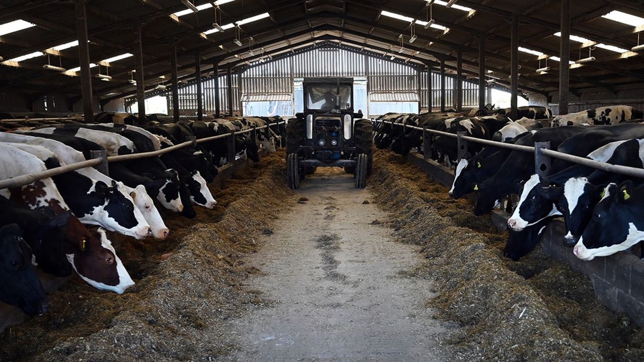 Les agriculteurs britanniques (ici, une exploitation laitière à Weston, dans le nord-est de l'Angleterre) s'inquiètent de voir déferler les produits américains sur leur marché domestique à des prix défiant toute concurrence, les fermiers américains n'étant pas tenus aux mêmes règles qu'eux en termes d'environnement ou de protection animale.