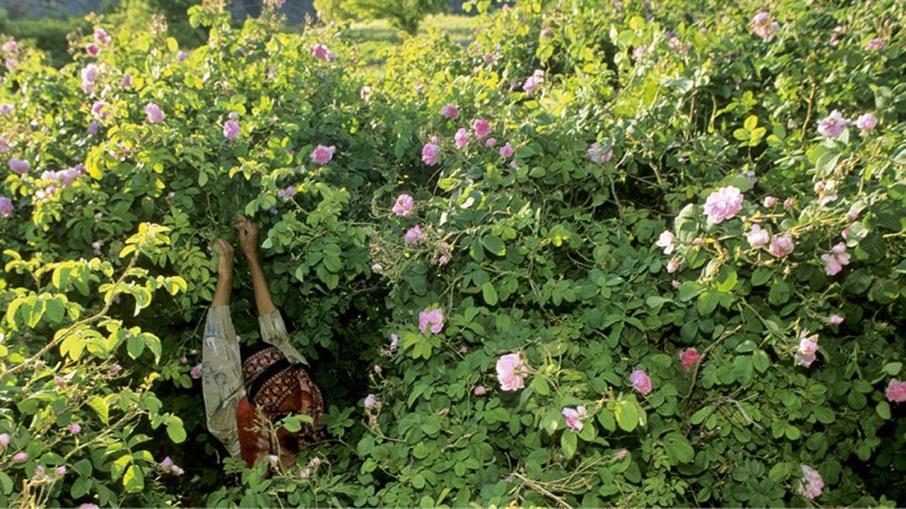 600 meilleures idées sur champ de fleurs