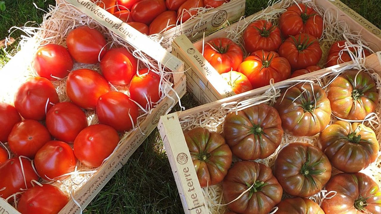 La marque Tomate de Marmande est portée par 16 exploitants, qui produisent 1.500 tonnes de tomates fraîches cultivées sous des serres légères en plastique pendant trois mois environ.