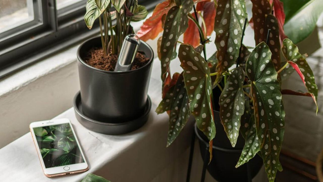 Fyta beam vous aide à mieux comprendre les besoins de vos plantes