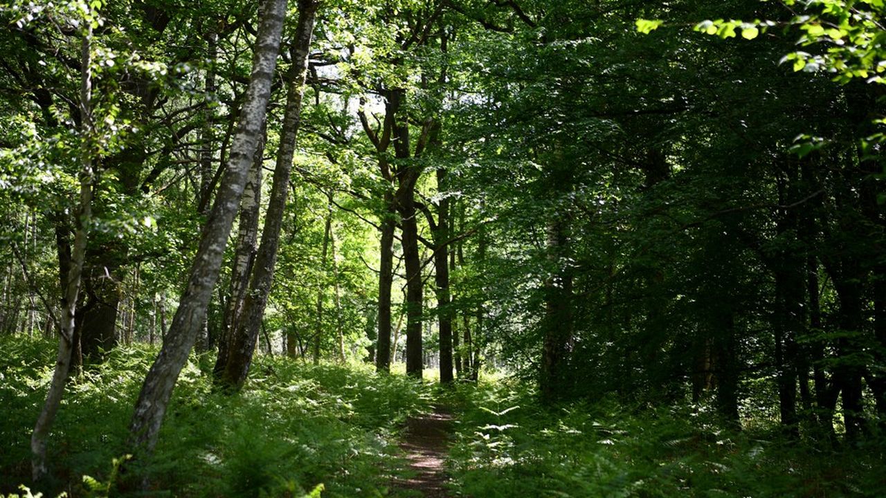 La forêt de la Robertsau est une forêt remarquable, de type alluviale rhénane.