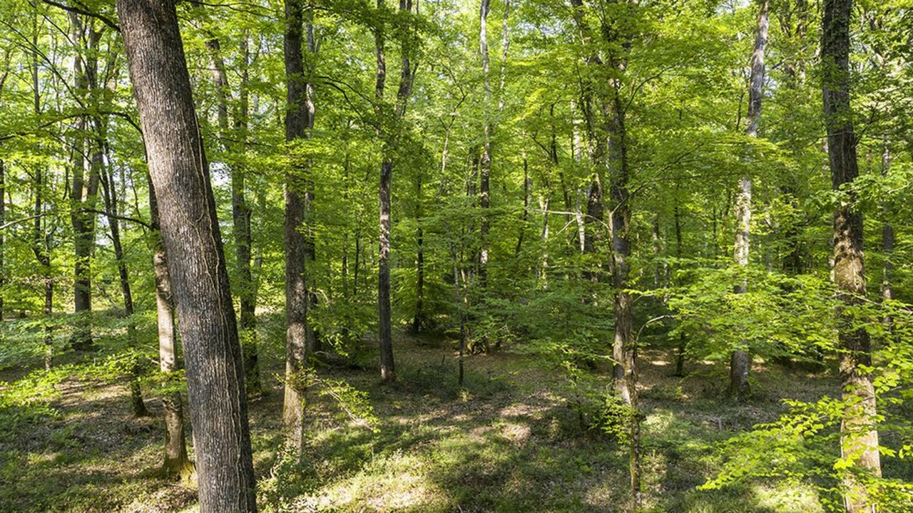 Sur les 35 hectares du bois, 25 hectares seront ainsi disponibles pour le public, les 10 hectares restant étant constitués de boisements humides.