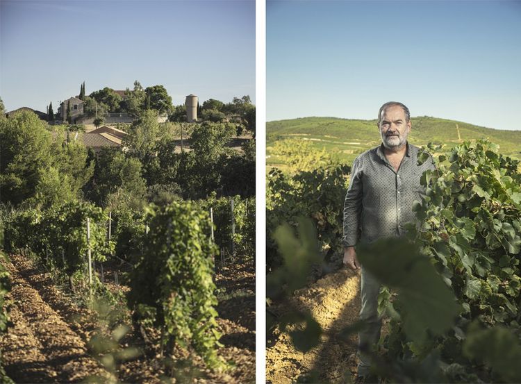 Le domaine de Villamajou à Boutenac, près de Narbonne. Richard Planas, le directeur de l'exploitation des domaines dans les vignes de la Forge.